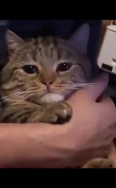 Quiubo pinshi gato (espero que este video pueda aparecer en el v&iacute;deo del viejas :3)