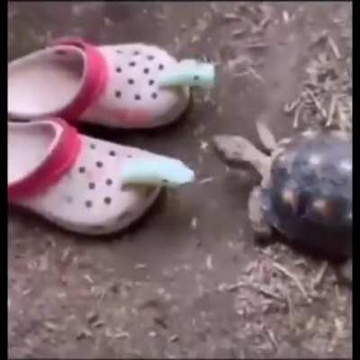 Thanks, i hate turtles