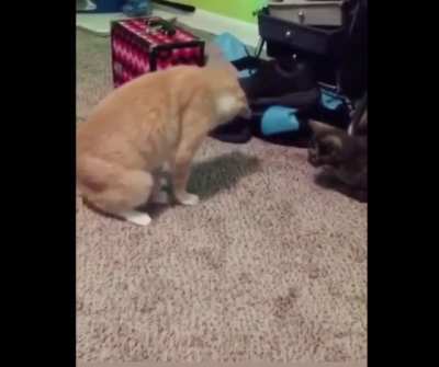 Cat steps on own tail and gets so confused