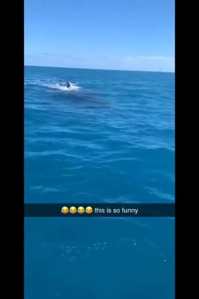 Friendly Whale says Hello 🐋
