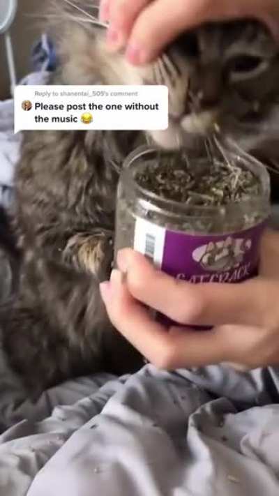 Let&rsquo;s see how high the cat can get