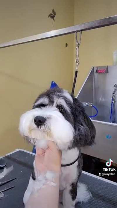 grooming puppies is a lot of effort lol