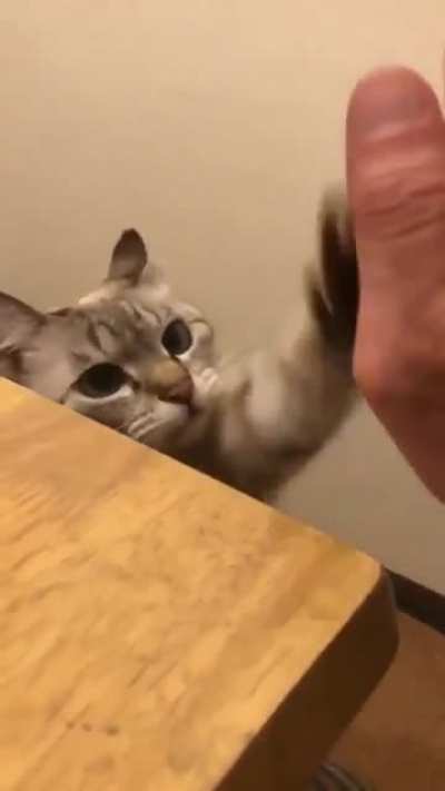 cat give high-hi