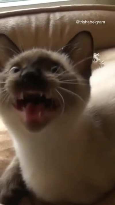 Немного кошачьего кряканья
