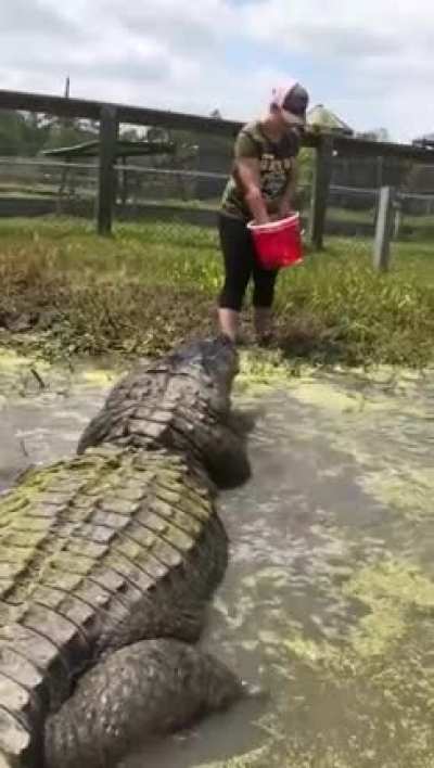 Que pet fofinho queria um pra mim