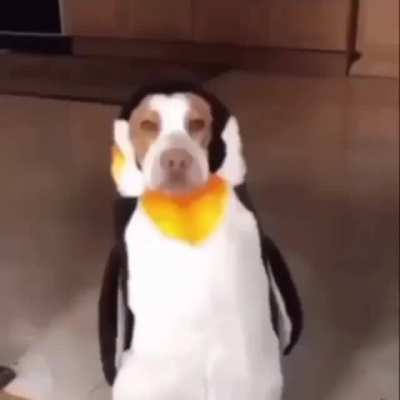 club penguin