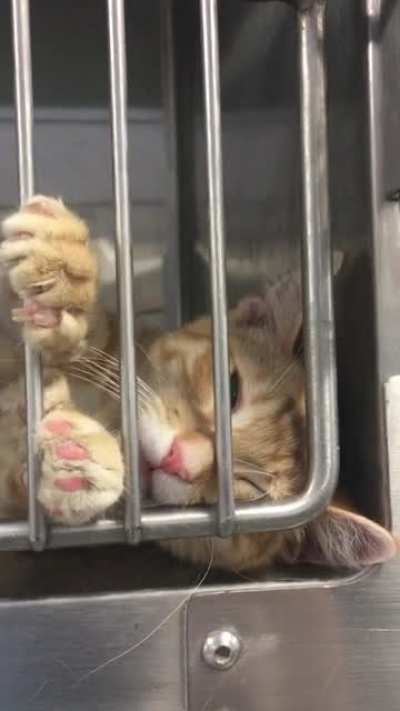 Humperdink wants pets. Solo kitten who&rsquo;s adoptable from my local shelter in MN.