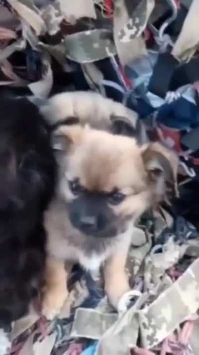 He thought it was just a bunch of puppies, but&hellip;
