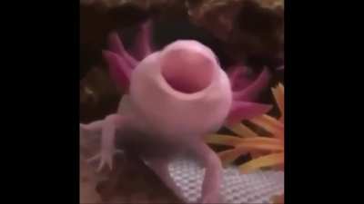 That's one pink boi!