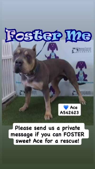 URGENT! RUNNING OUT OF TIME!! Ace only has until TUESDAY 2/3 to find an ADOPTER or FOSTER/RESCUE/PLEDGES. EUTHANASIA LIST at Orange County Animal Services in ORLANDO, FL. Please dm /u/biancamission if you can foster sweet Ace for a rescue.
