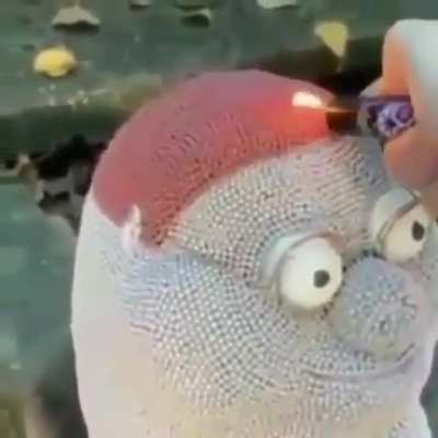 PETER NOOO