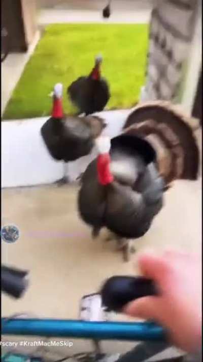 Turkeys v. Human