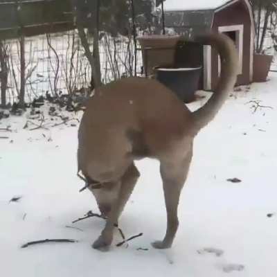 Неунывающий песель