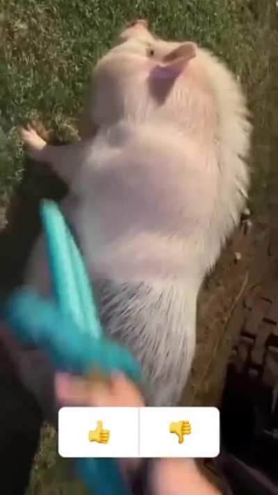Maybe maybe Maybe