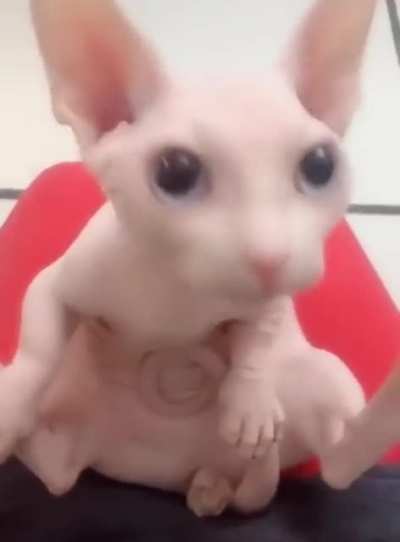 Bingus😍