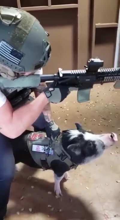 K9 for assistance