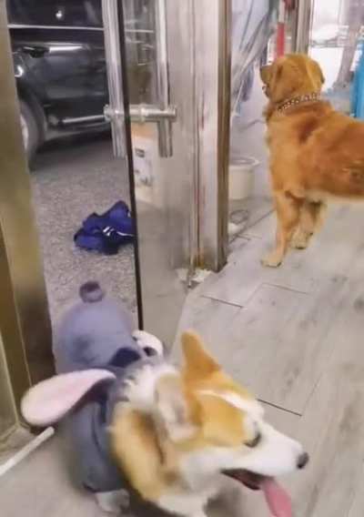 Corgis are so dramatic