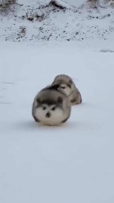Schneekartoffeln