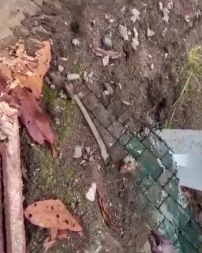 thanks, I hate whatever the fuck this is
