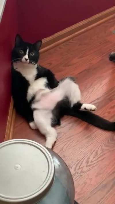 I&rsquo;ve never felt like I&rsquo;ve related so much to a cat than I do my sister&rsquo;s cat.