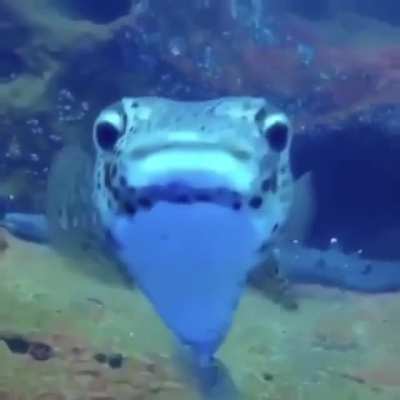 AbruptCuteness