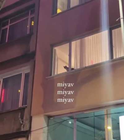 Bug&uuml;nden bir g&ouml;r&uuml;nt&uuml;, protestocular kedileri de sokaklara davet ediyor