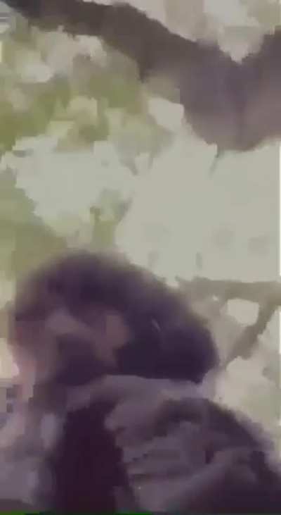 digga d fucking shar shar