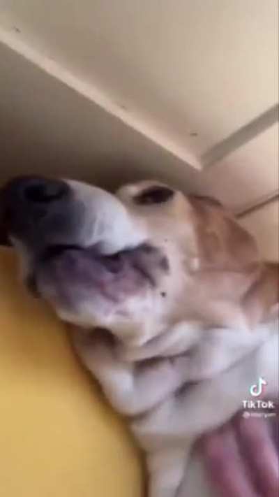 WHOSAGOODBOY