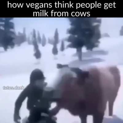can confirm 🤜🐄
