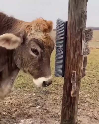 Cow Loves Brushies