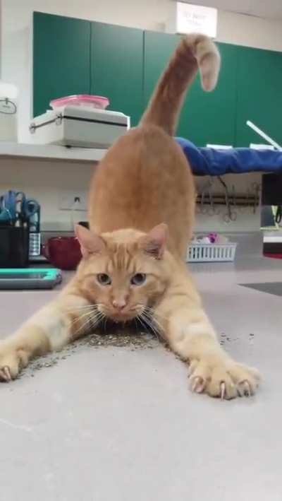 diving into catnip