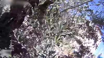 GoPro footage of Israeli Border Police in the west bank