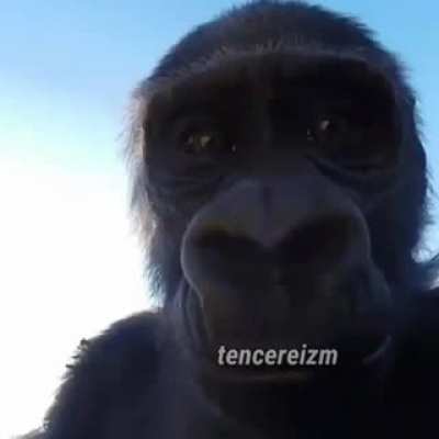 🆎 nedion (1snlik g&ouml;tl&uuml; zenci var)