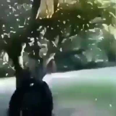 Banana...