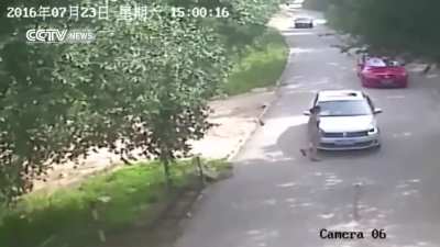 HMFT after arguing in front of hungry tiger