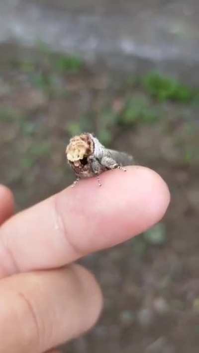 Moth Camouflage