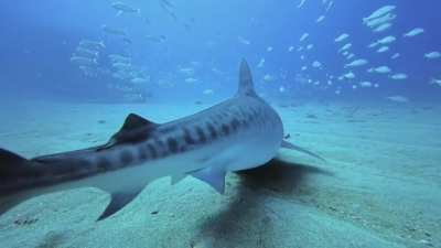 Tiger Shark Encounter!