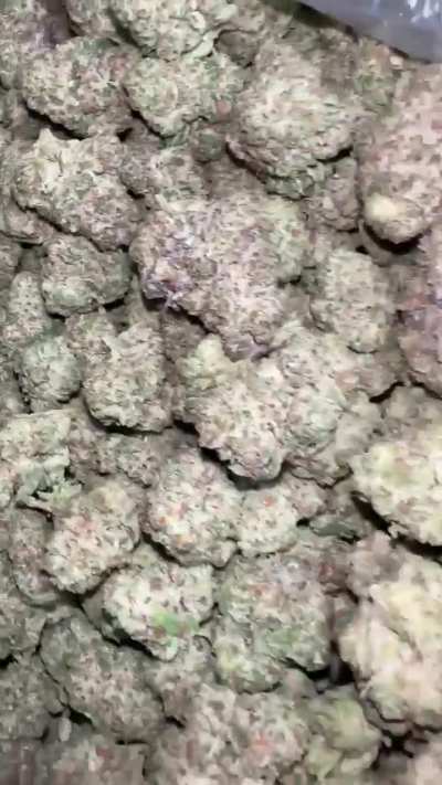 Apple Fritter