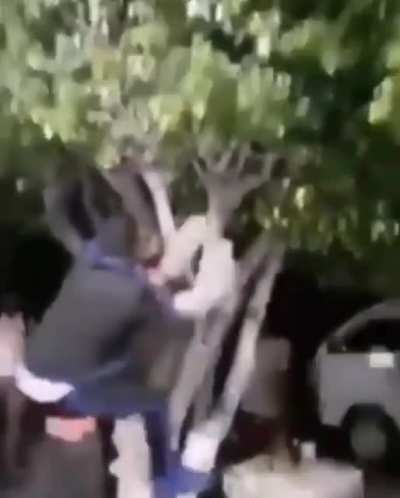 tree