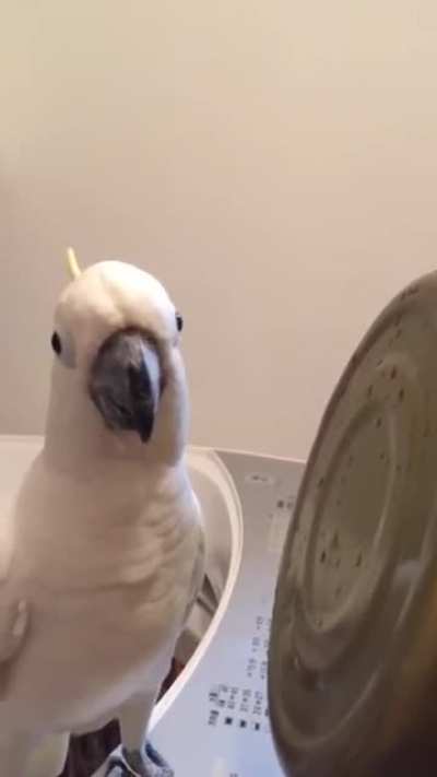 Hello