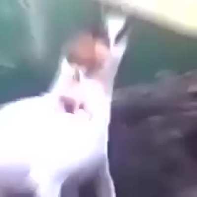 UwU