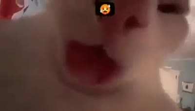 Phonk cat