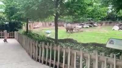 Big ol&rsquo; Tank Puppy excited to see his keeper