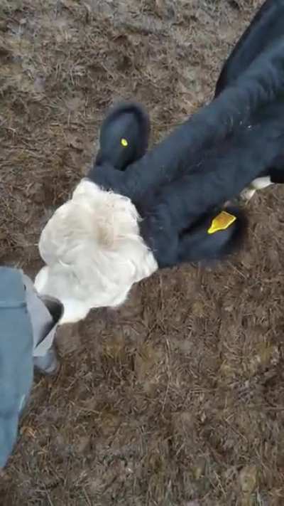 Quite a friendly cow