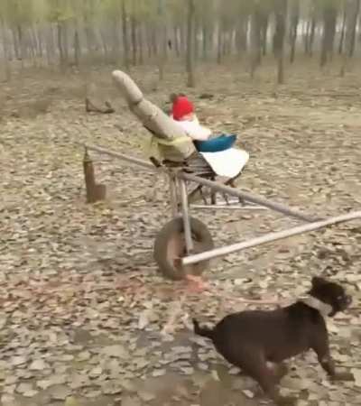 Might be animal abuse don't know