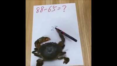 Big brain crab