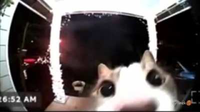 Kedi