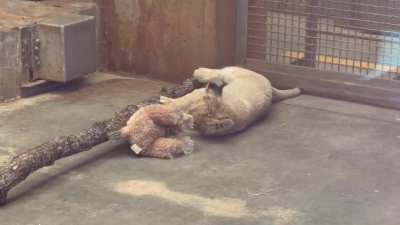 Zoo Knoxville&rsquo;s baby lion today