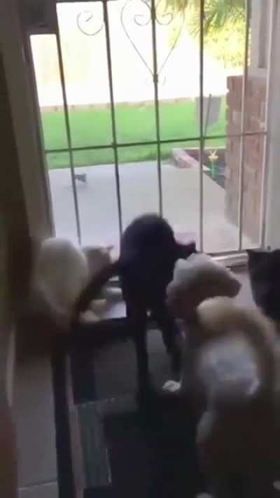 Cats : Airborne&reg;