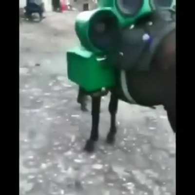 Cavalo na somzera